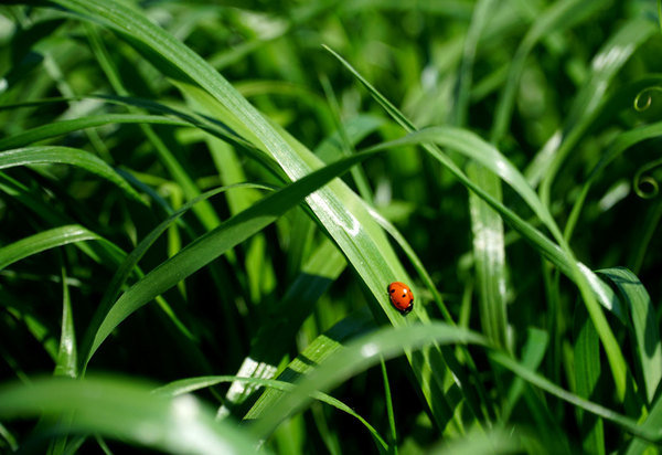 BG 13 to międzyplon poprawiający strukturę gleby.jpg
